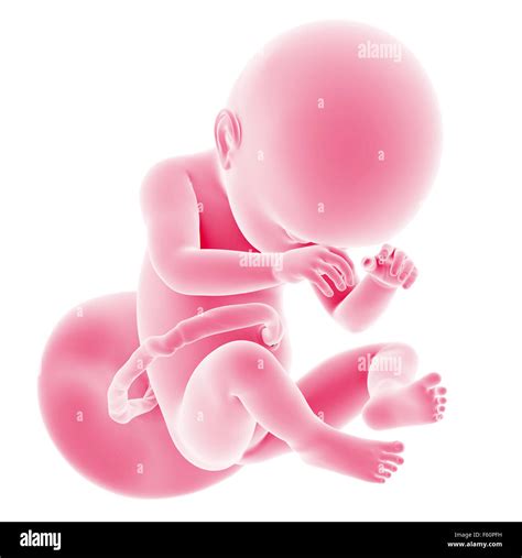 el desarrollo fetal fotografías e imágenes de alta resolución alamy