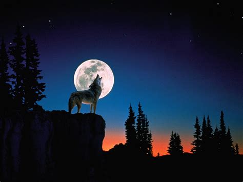 Howling Wolf Wallpaper High Quality Wolf Howling At Moon Wolf