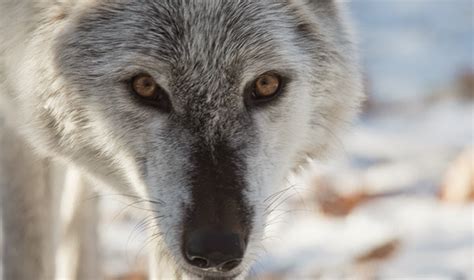 White Wolf Stunning Closeup Pictures Of Wolves Will Reach Into Your Soul