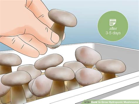 How To Grow Hydroponic Mushrooms 14 Steps With Pictures