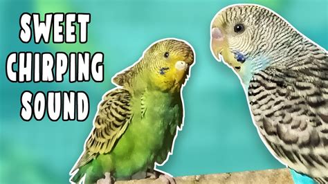 Happy Budgies Sound 3 Hours Happy Budgies Playing Chirping Singing
