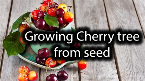 How To Grow Cherries From Seeds Mycoffeepotorg