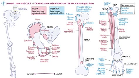 Gross Anatomy Lower Extremity Anterior Draw It To Know It