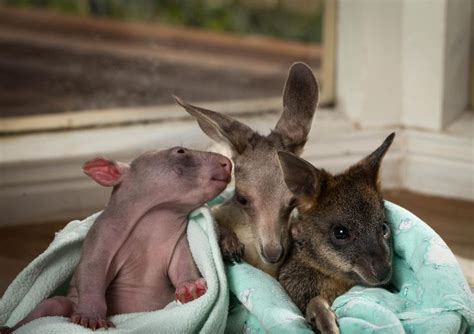 Unique Love Orphan Wombats And Kangaroos Have Become Lovely Friends