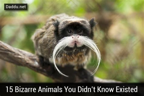 15 Bizarre Animals You Didnt Know Existed Daddu