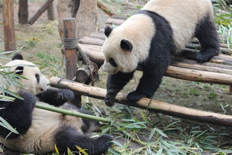 Review Giant Panda Breeding Base Chengdu China