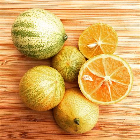 Compared to the nagami, the fruit is larger and tends to be a little sweeter due to thicker skin. Centennial Variegated Semi-Dwarf Kumquat Tree | Kumquat ...