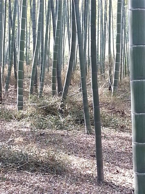 World Bamboo Organization News Events Our Commitment To Provide The Realities The Truth