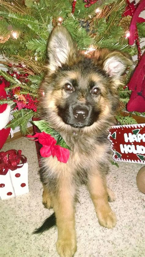 However, german shepherds and golden retrievers have numerous health issues that can pass down to their puppies. German Shepherd Puppies For Sale | Middletown, OH #181682