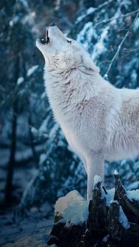 A collection of the top 73 hd wolf wallpapers and backgrounds available for download for free. White Wolf Wallpaper for Android - APK Download