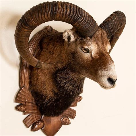 Armenian Mouflon Sheep Trophy Mount