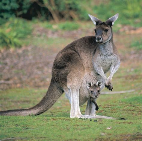 Guide To Australias Animals Tourism Australia