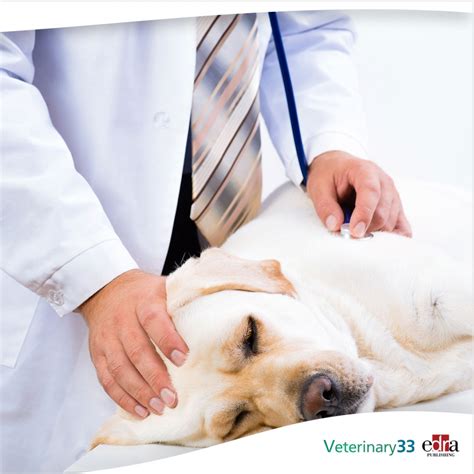 How Are Mast Cell Tumors Treated In Dogs