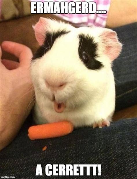 Guinea Pig Imgflip