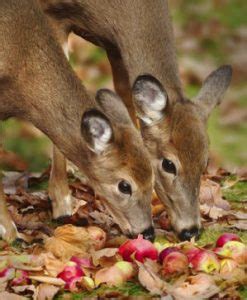 Hunters should think about adding other varieties, also. Plant Deer Food Plot | Apple Orchard | Minnesota