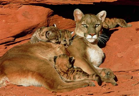 View Of A Female Mountain Lion With Her Kittens Photograph By William
