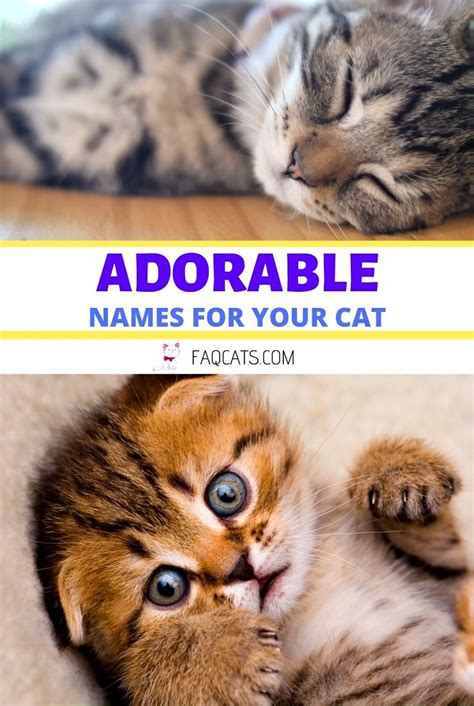 120 Adorable Unisex Tabby Cat Names In 2020 Cat Names Tabby Cat