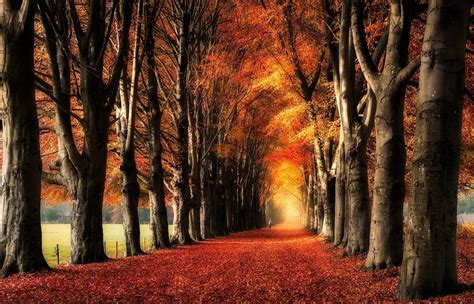 Nature Landscape Trees Fall Yellow Red Leaves Path Fence Field Daylight