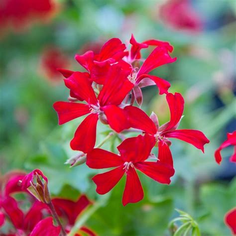 Choose healthy geranium plants from a nearby nursery. Ville de Paris Red - Balcony Geranium Plant | Free Shipping