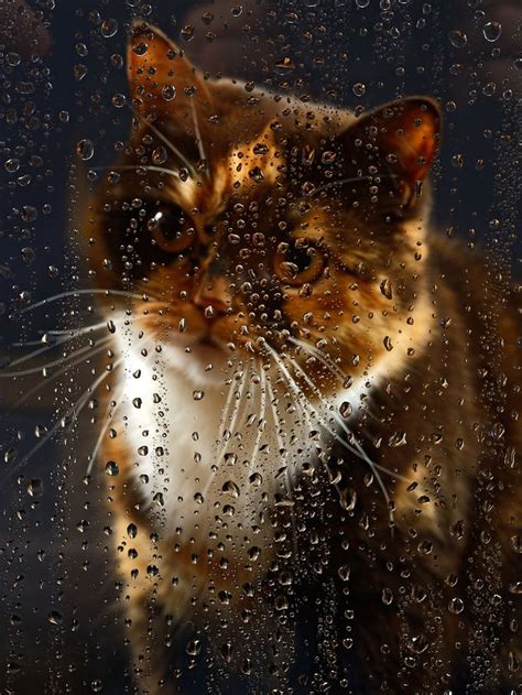 Ernest hemingway's cat in the rain published in 1925 is a short story fulfilled with symbols and meaning. 78+ images about Rain Cat on Pinterest | Limited edition ...