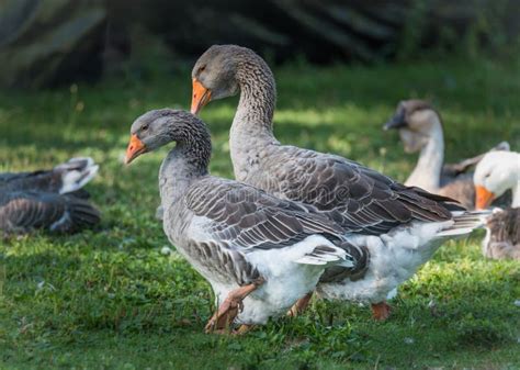 Domestic Greylag Geese Big Birds On A Hobby Farm In Ontario Canada