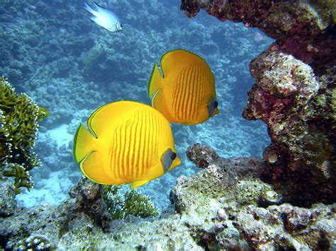무료 이미지 바다 다이빙 노랑 암초 이집트 수족관 쌍 서식지 수중 세계 나비 물고기 자연 환 경 해양