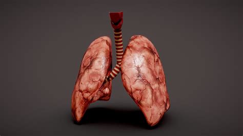 8 Surprising Facts About Lungs