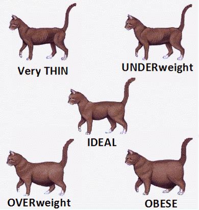 If you have any major concerns about your cat's weight, ask your vet! Cat Body Shape Guide =^.^= Simba (With images) | Cat body ...