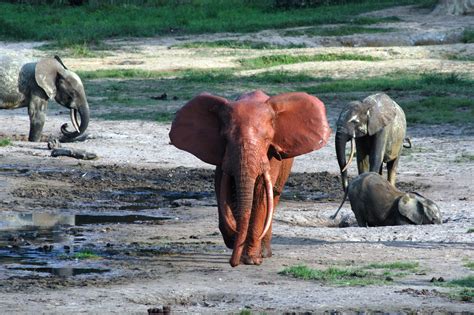 Beautiful African Animals Safaris Beautiful African Red Majestic Elephants