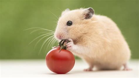 Free Download Cute Hamster Wallpaper 1024x768 For Your Desktop