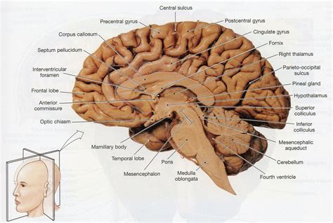 Image result for sheep brain labeled | Brain anatomy, Brain diagram, Human brain anatomy