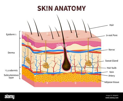Dermis And Epidermis Hi Res Stock Photography And Images Alamy