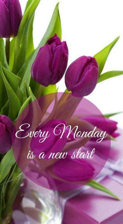 Monday Monday Greetings Good Morning Flowers Happy Monday Quotes
