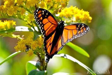 Male Monarch Butterfly Beauty On The Wing