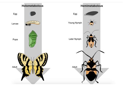 State Insect Of Illinois The Monarch Butterfly Owlcation