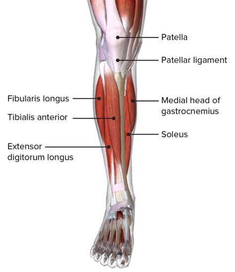 Anatomy Of The Anterior Compartment Of The Leg Muscles And Their