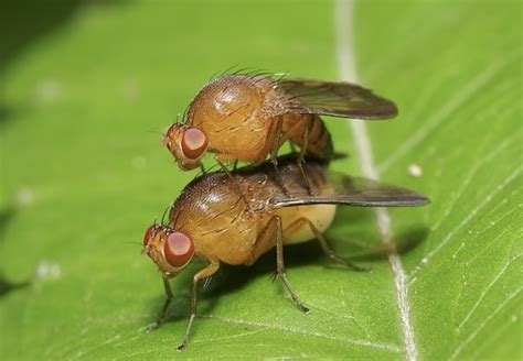 Riset Lalat Buah Akan Terus Tetap Bereproduksi Meski Tertular Penyakit Beritabaru Co Teknologi