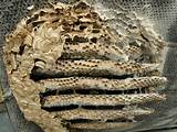 What Is In A Wasp Nest Photos