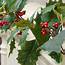 Artificial Holly Garland  Christmas Garlands And Winter