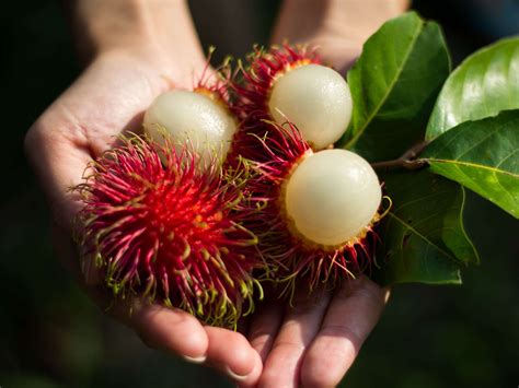 Much like breadfruit, the other unusual fruit popular in jamaica, ackee is cooked like a vegetable and the end result is something else altogether. 20 of the most unusual fruits and vegetables from around ...