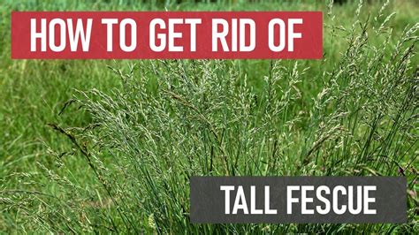 Tall Fescue Control How To Get Rid Of Tall Fescue Grass Diy Tall
