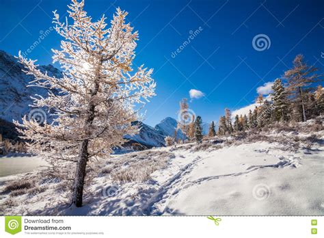 Winter Forest In Mountains Stock Image Image Of Pine 81306969