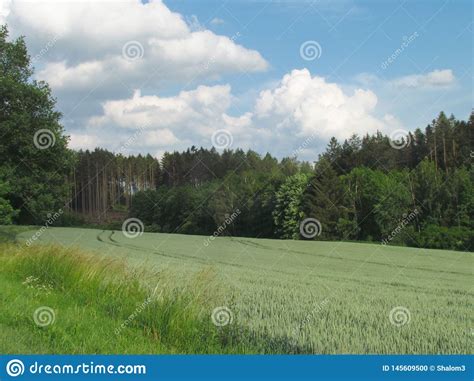 Summer Countryside Hilly Landscape With Emerald Green Meadow Woody