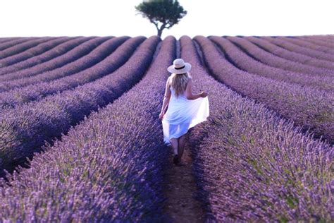 Visit Provence Lavender Fields Lavender Fields South Of France