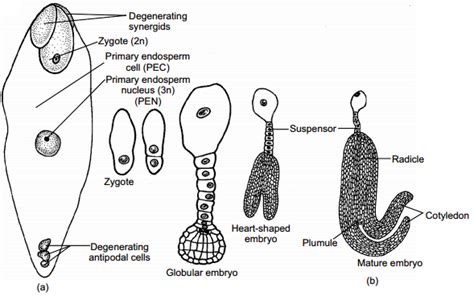 Trace The Development Of Embryo After Syngamy In A Dicot Plant