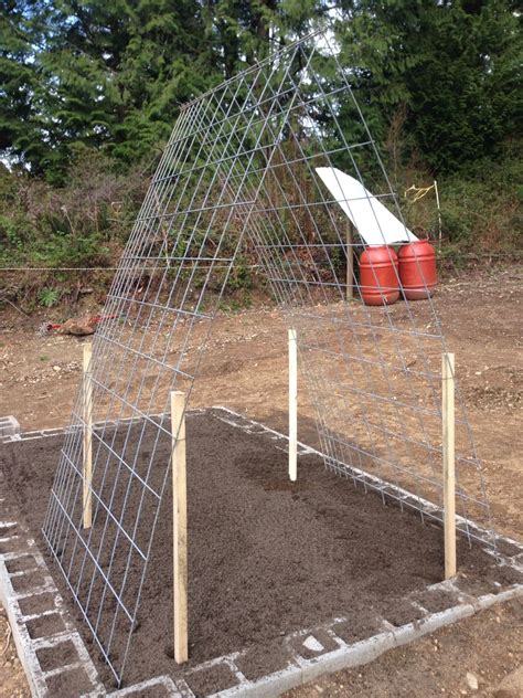 Pole beans are more than just showy foliage with beautiful flowers, delicious pods, and plump beans. My pole bean trellis made with hog fencing | Pole bean ...