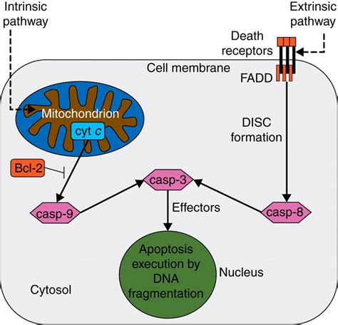 The Two Major Pathways Of Apoptosis The Intrinsic Or Mitochondrial