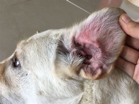 カビ 犬 の 耳 の 病気 写真