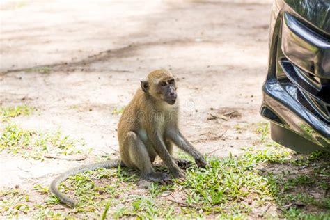 Monkey In Natural Habitat Stock Image Image Of Summer 148027589