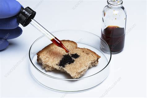 Iodine Test For Starch Stock Image C0527650 Science Photo Library